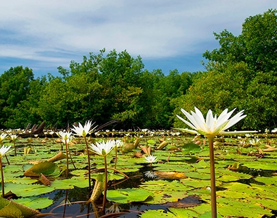 Barra Zacapulco - Flora