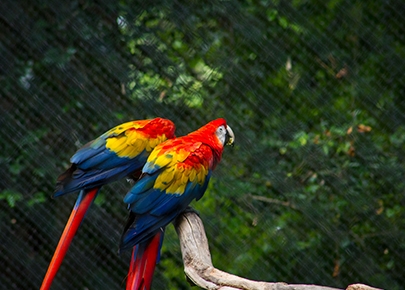 Las Guacamayas