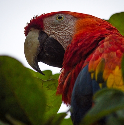 Las Guacamayas