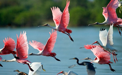 Barra Zacapulco - Fauna